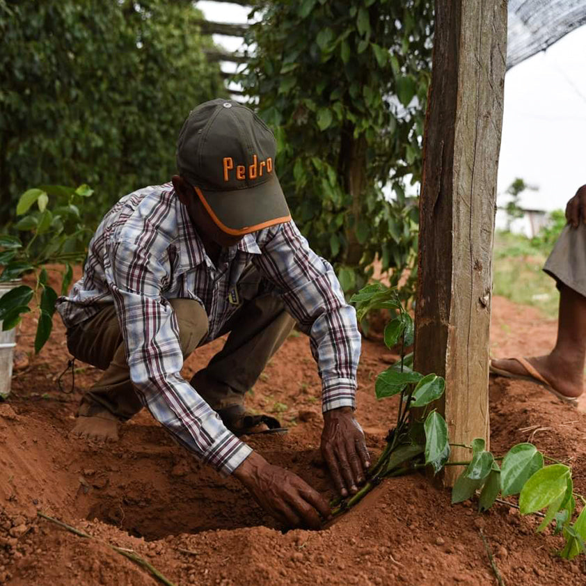 Opálená kůže a mozoly na rukách – pěstování pepře není lehké