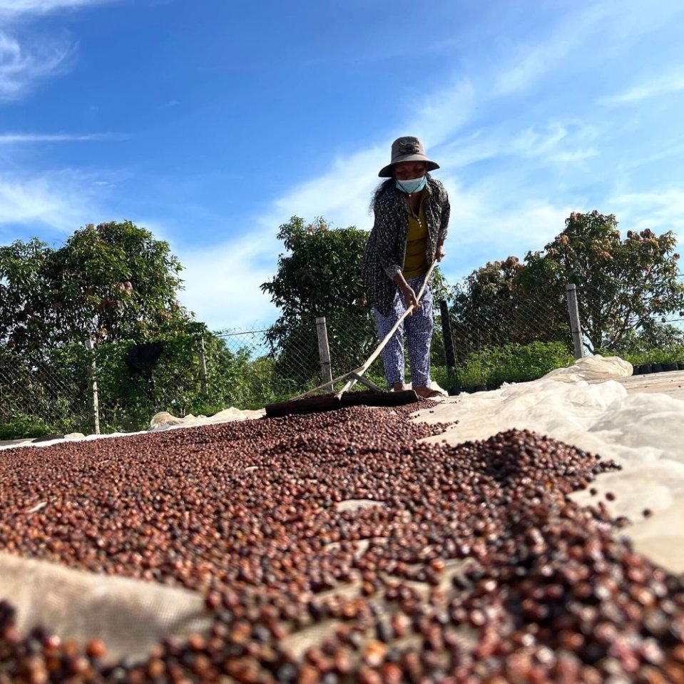 Vše o červeném Kampotském pepři a proč je tak vzácný